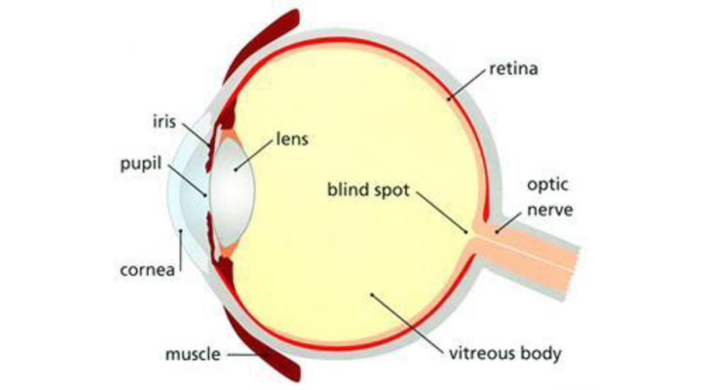 FUNCTIONAL ANATOMY OF EYE_lens