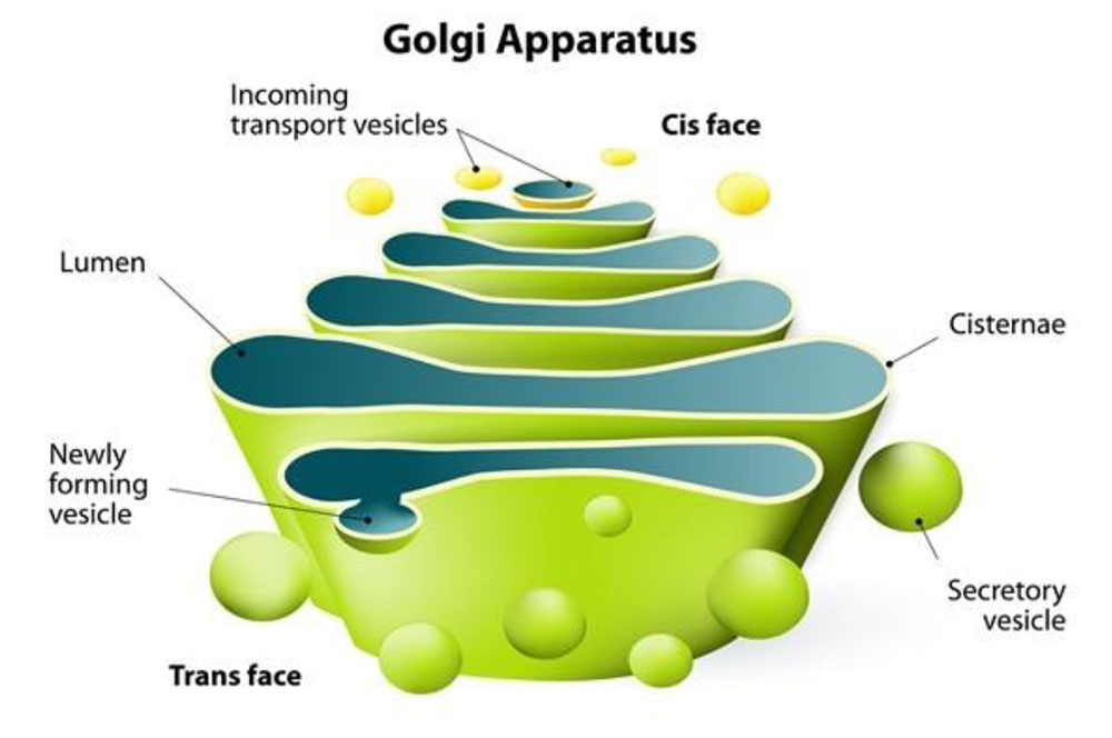 Golg apparatus