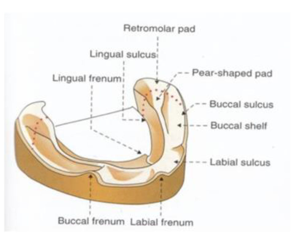 retromolar pad anatomy