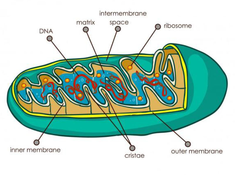 MITOCHONDRIA