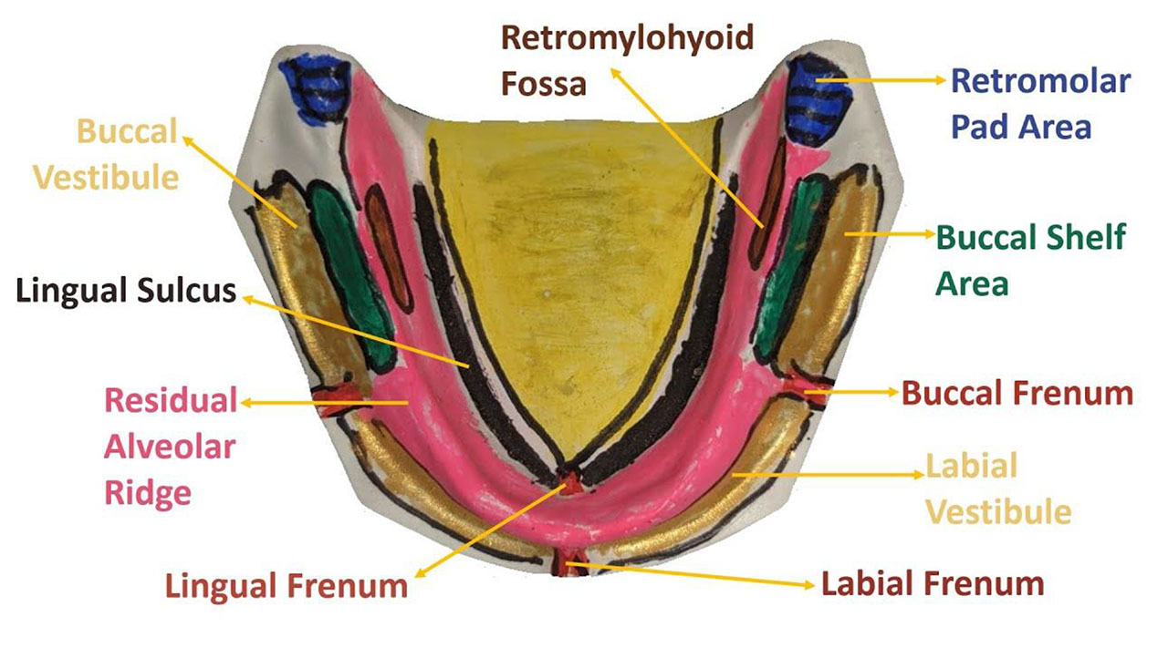 Anatomical Landmark of Mandible - Focus Dentistry