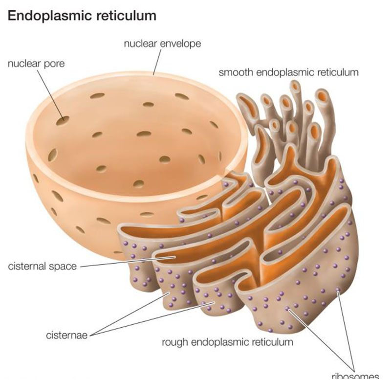 RIBOSOMES