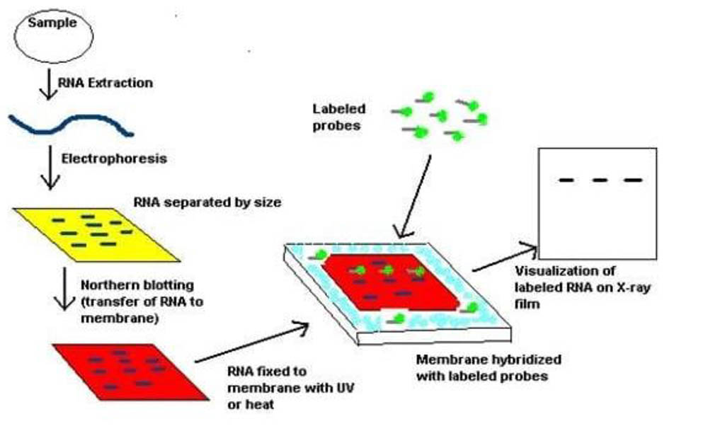 Blotting techniques_3