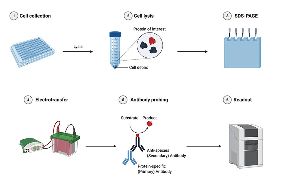 Blotting techniques_4