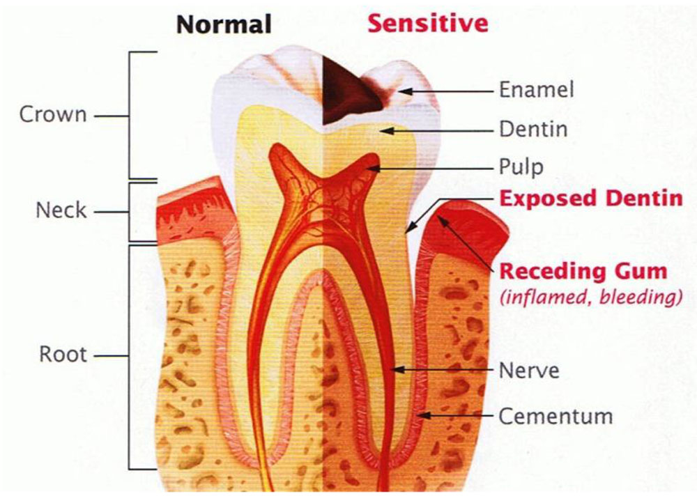 FEW PAST DENTAL ANATOMY QUESTIONS DISSCUSSION_3