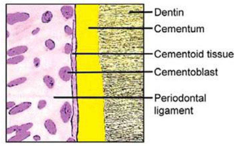 PAST DADH QUESTIONS part 3_2