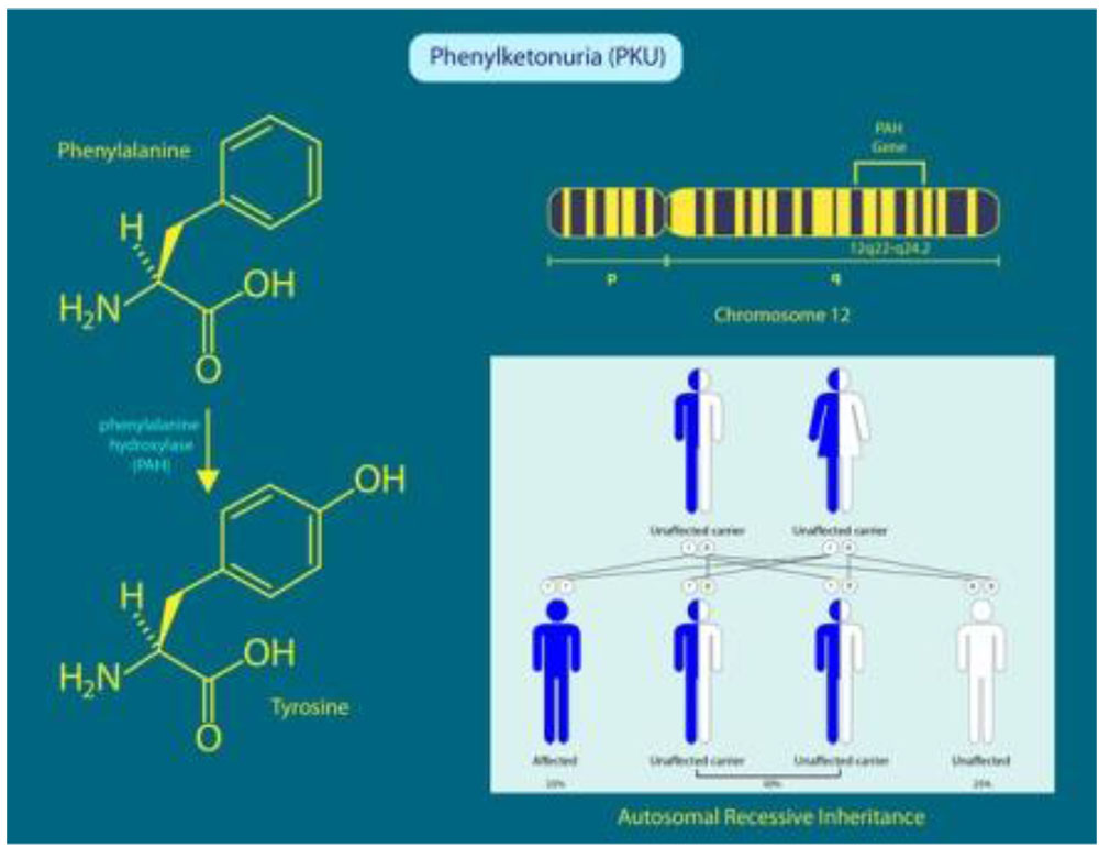 PHENYLKETONURIA_230516_104446-2