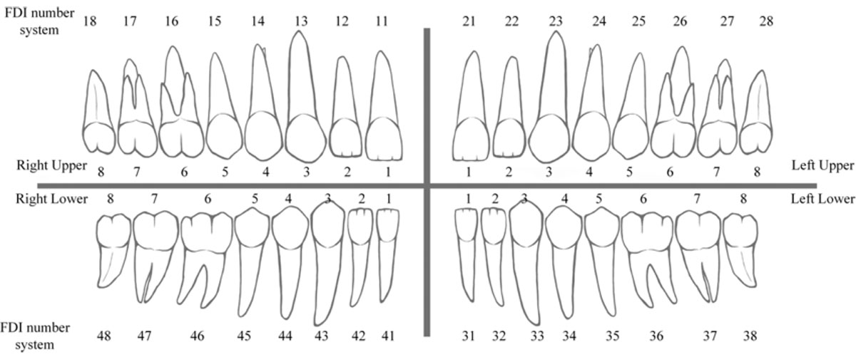 TOOTH NUMBERING SYSTEM_3
