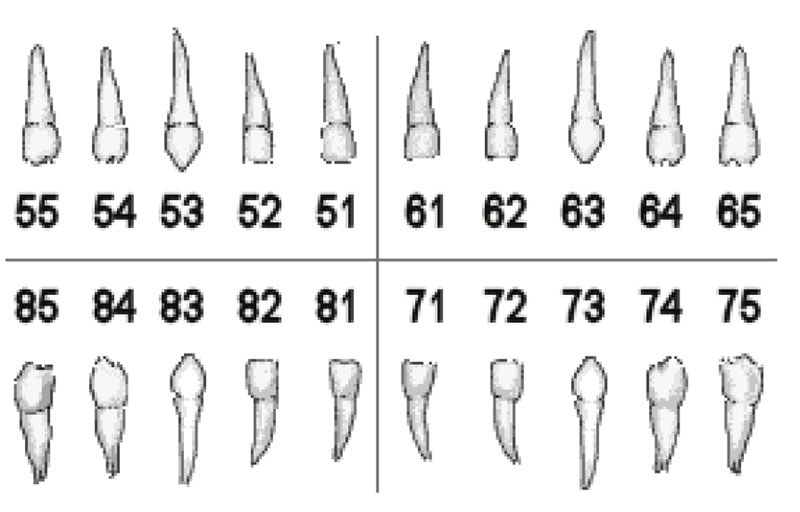 TOOTH NUMBERING SYSTEM_4