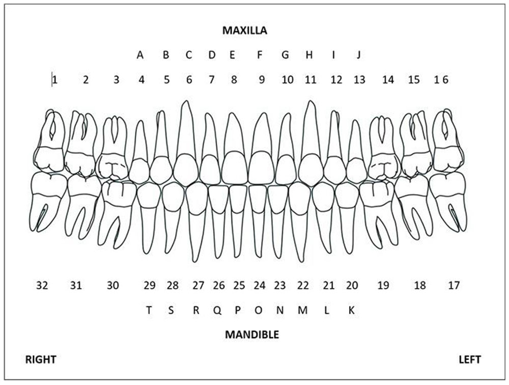 TOOTH NUMBERING SYSTEM_5