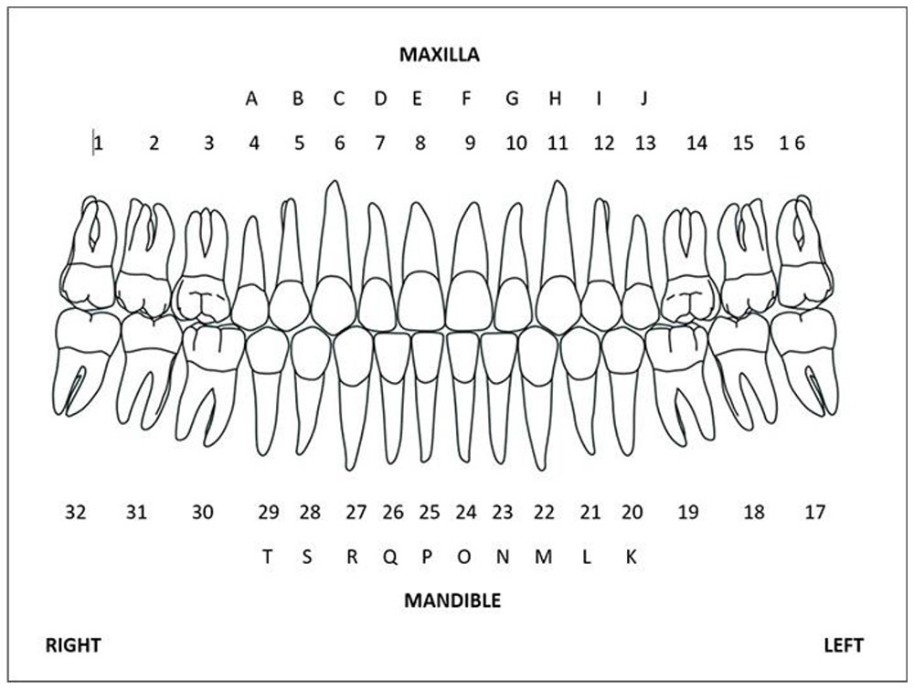 tooth numbering system palmer