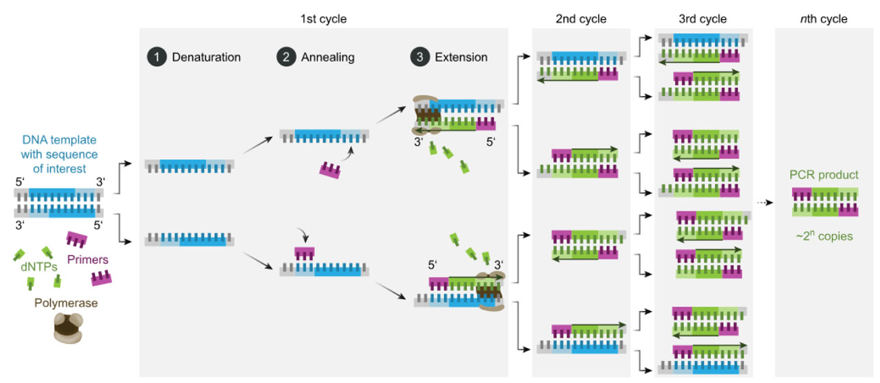 Disadvantages of PCR method