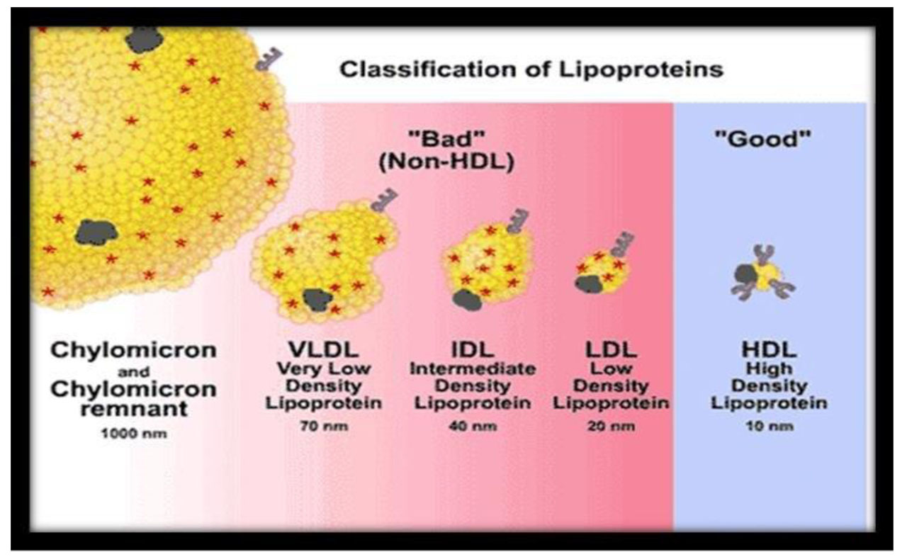 LIPOPROTEINS_2