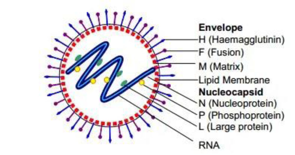 Morphology