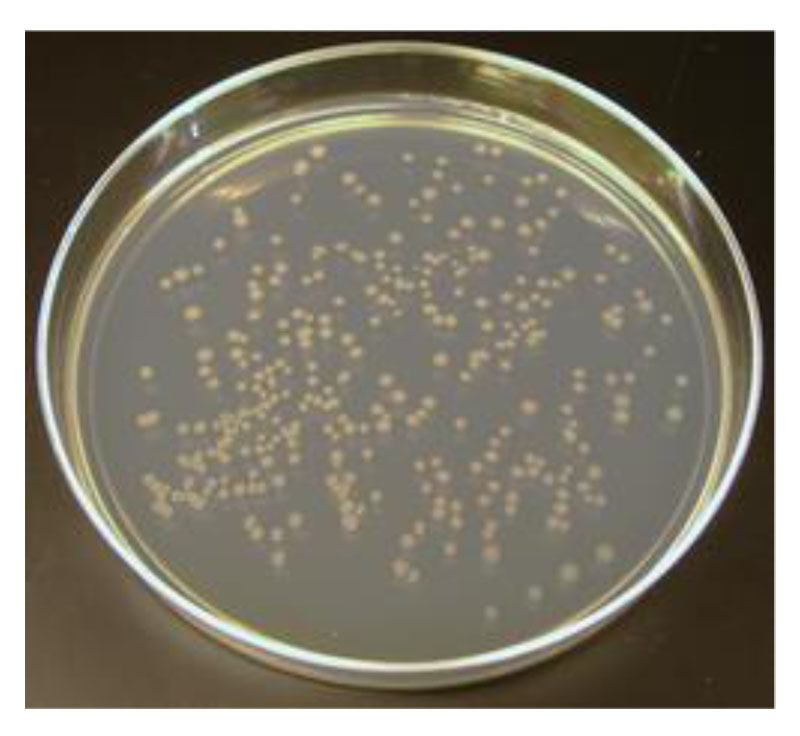 Plate CULTURES