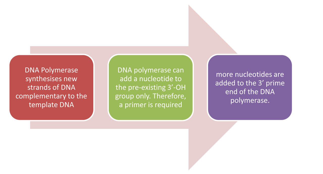 Principle of PCR