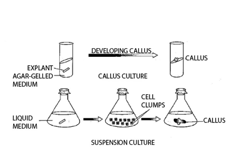 SUSPENSION CULTURES