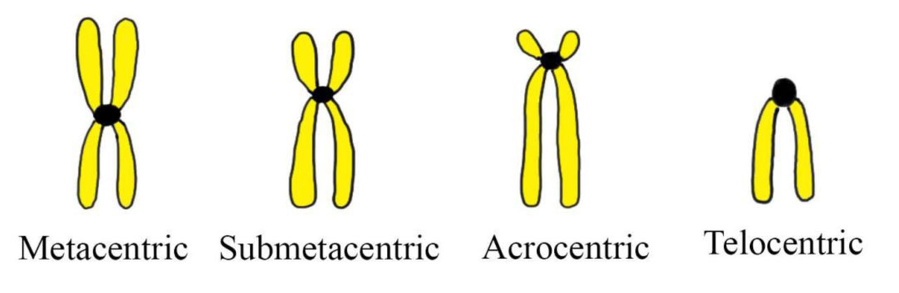 CYTOGENETIC (KARYOTYPIC) ABNORMALITIES