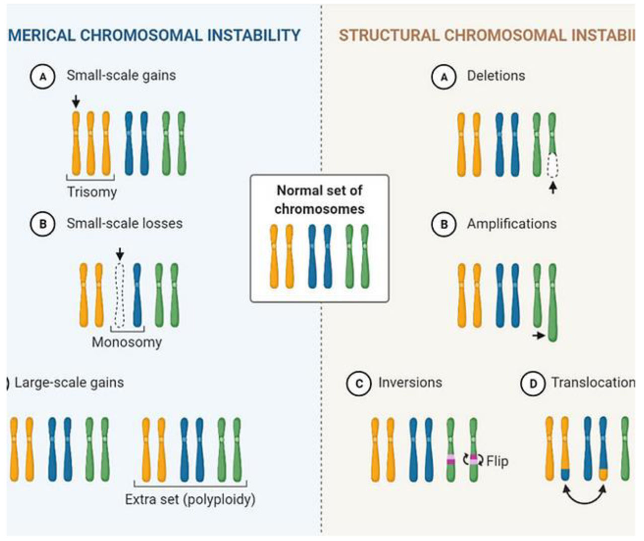 Complex biology of constitutional ring chromosomes structure and  (in)stability revealed by somatic cell reprogramming | Scientific Reports