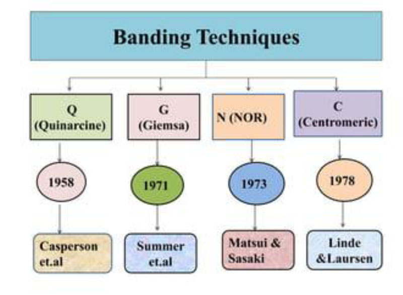 CYTOGENETIC_bandin techniques