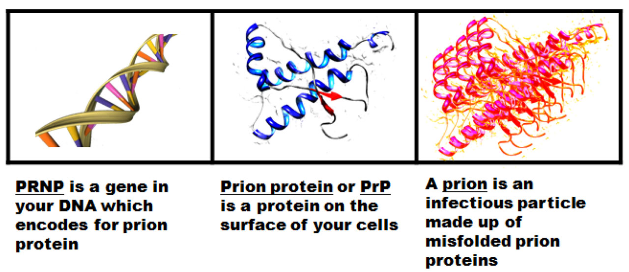 FEW PAST AIIMS QUESTIONS part 2_2