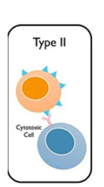 HYPERSENSITIVITY REACTIONS_Type II Cytotoxic