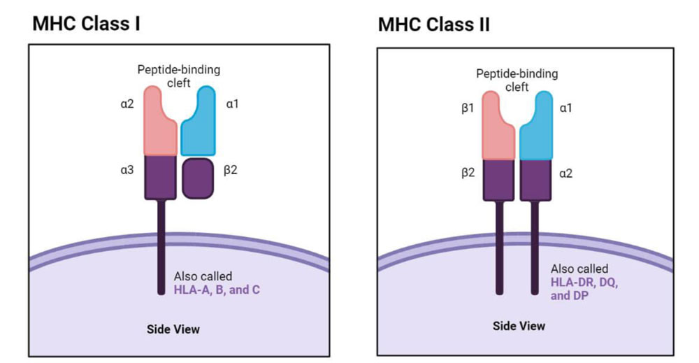 MHC molecules a