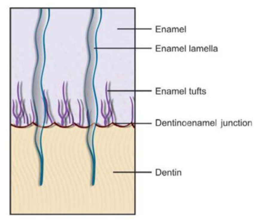 Enamel Lamellae