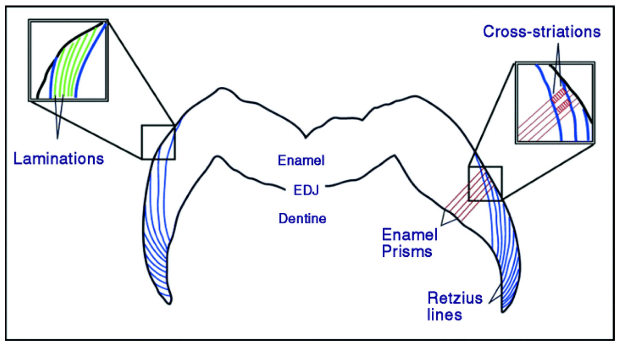 Incremental Lines of Retzius