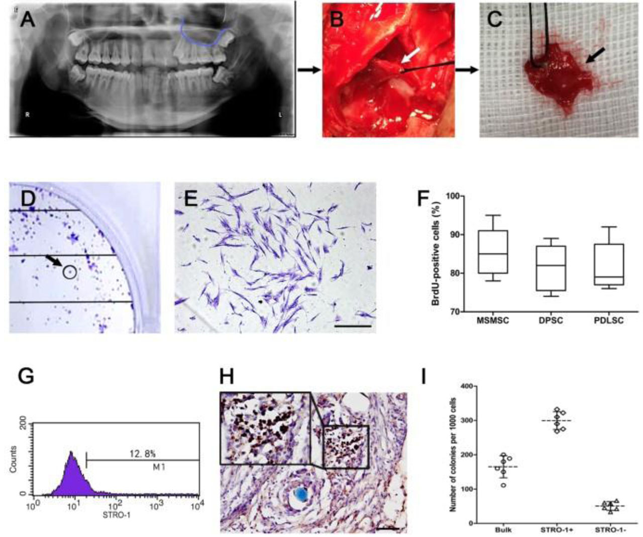 Multipotent Postnatal Stem Cells from the Human -