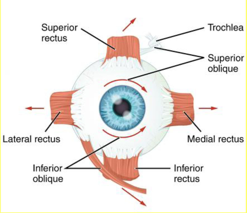 OCULOMOTOR NERVE (CN III) - Focus Dentistry