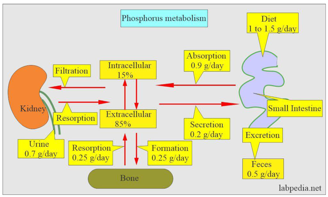 PHOSPHATE_3